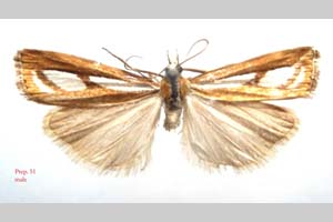 Catoptria gozmanyi casperella Ganev, 1983 [paratype NMNHSINV0322] (c) National Museum of Natural History, BAS — Invertebrates Collection (NMNHS-INV)