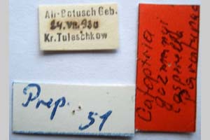 Catoptria gozmanyi casperella Ganev, 1983 [paratype NMNHSINV0322] (2) (c) National Museum of Natural History, BAS — Invertebrates Collection (NMNHS-INV)