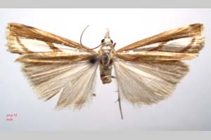 Catoptria gozmanyi casperella Ganev, 1983 [paratype NMNHSINV0328] (c) National Museum of Natural History, BAS — Invertebrates Collection (NMNHS-INV)
