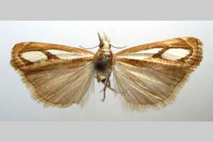 Catoptria gozmanyi casperella Ganev, 1983 [paratype NMNHSINV0329] (c) National Museum of Natural History, BAS — Invertebrates Collection (NMNHS-INV)