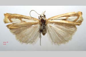 Catoptria gozmanyi casperella Ganev, 1983 [paratype NMNHSINV0330] (c) National Museum of Natural History, BAS — Invertebrates Collection (NMNHS-INV)