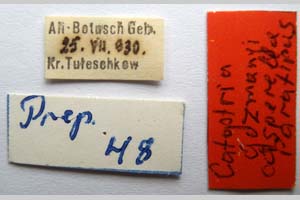 Catoptria gozmanyi casperella Ganev, 1983 [paratype NMNHSINV0325] (2) (c) National Museum of Natural History, BAS — Invertebrates Collection (NMNHS-INV)