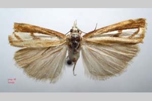 Catoptria gozmanyi casperella Ganev, 1983 [paratype NMNHSINV0325] (c) National Museum of Natural History, BAS — Invertebrates Collection (NMNHS-INV)