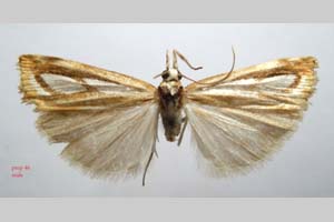 Catoptria gozmanyi casperella Ganev, 1983 [paratype NMNHSINV0331] (c) National Museum of Natural History, BAS — Invertebrates Collection (NMNHS-INV)
