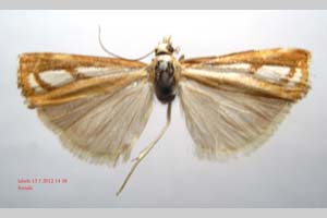 Catoptria gozmanyi casperella Ganev, 1983 [paratype NMNHSINV0326] (c) National Museum of Natural History, BAS — Invertebrates Collection (NMNHS-INV)