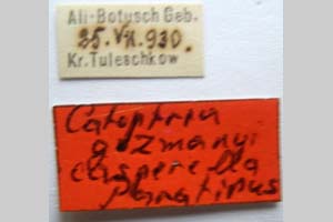 Catoptria gozmanyi casperella Ganev, 1983 [paratype NMNHSINV0326] (2) (c) National Museum of Natural History, BAS — Invertebrates Collection (NMNHS-INV)