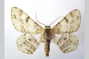Boarmia selenaria bureschi Karnoschitzki, 1954 [holotype NMNHSINV0320] (c) National Museum of Natural History, BAS — Invertebrates Collection (NMNHS-INV)