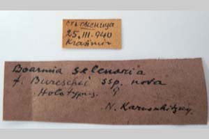 Boarmia selenaria bureschi Karnoschitzki, 1954 [holotype NMNHSINV0320] (3) (c) National Museum of Natural History, BAS — Invertebrates Collection (NMNHS-INV)