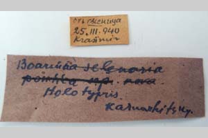 Boarmia selenaria bureschi Karnoschitzki, 1954 [holotype NMNHSINV0320] (2) (c) National Museum of Natural History, BAS — Invertebrates Collection (NMNHS-INV)