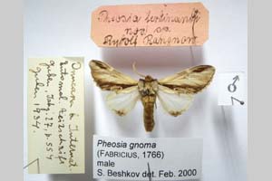 Pheosia ferdinandi Rangnow, 1934 [holotype NMNHSINV0321] (c) National Museum of Natural History, BAS — Invertebrates Collection (NMNHS-INV)