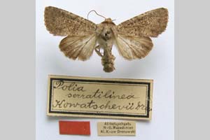 Polia serratilinea kowatschevi n. var. Drenowski, 1931 [syntype NMNHSINV0296] (c) National Museum of Natural History, BAS — Invertebrates Collection (NMNHS-INV)