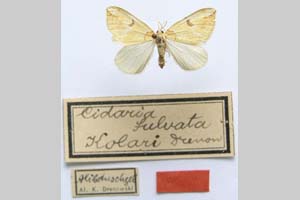 Cidaria fulvata kolari Drenowski, 1930 [holotype NMNHSINV0305] (c) National Museum of Natural History, BAS — Invertebrates Collection (NMNHS-INV)