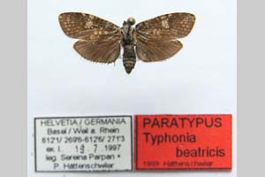Typhonia beatricis Hatenschwiler, 2000 [paratype NMNHSINV0281] (c) National Museum of Natural History, BAS — Invertebrates Collection (NMNHS-INV)