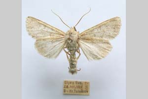 Hadena platinea grisescens Toulechkoff, 1951 [syntype NMNHSINV0299] (3) (c) National Museum of Natural History, BAS — Invertebrates Collection (NMNHS-INV)