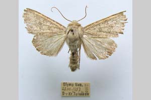 Hadena platinea grisescens Toulechkoff, 1951 [syntype NMNHSINV0300] (2) (c) National Museum of Natural History, BAS — Invertebrates Collection (NMNHS-INV)