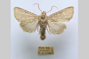 Hadena platinea grisescens Toulechkoff, 1951 [syntype NMNHSINV0300] (4) (c) National Museum of Natural History, BAS — Invertebrates Collection (NMNHS-INV)