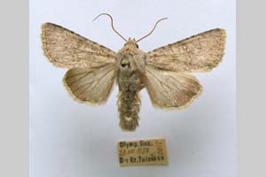 Hadena platinea grisescens Toulechkoff, 1951 [syntype NMNHSINV0300] (5) (c) National Museum of Natural History, BAS — Invertebrates Collection (NMNHS-INV)