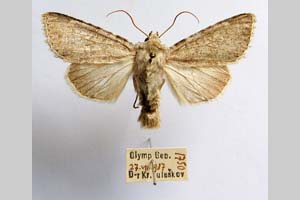 Hadena platinea grisescens Toulechkoff, 1951 [syntype NMNHSINV0303] (c) National Museum of Natural History, BAS — Invertebrates Collection (NMNHS-INV)