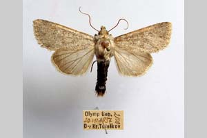 Hadena platinea grisescens Toulechkoff, 1951 [syntype NMNHSINV0297] (c) National Museum of Natural History, BAS — Invertebrates Collection (NMNHS-INV)