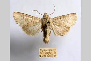 Hadena platinea grisescens Toulechkoff, 1951 [syntype NMNHSINV0299] (4) (c) National Museum of Natural History, BAS — Invertebrates Collection (NMNHS-INV)