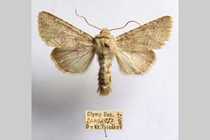 Hadena platinea grisescens Toulechkoff, 1951 [syntype NMNHSINV0298] (7) (c) National Museum of Natural History, BAS — Invertebrates Collection (NMNHS-INV)