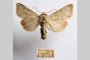 Hadena platinea grisescens Toulechkoff, 1951 [syntype NMNHSINV0298] (8) (c) National Museum of Natural History, BAS — Invertebrates Collection (NMNHS-INV)