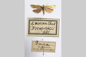 Euxanthis drenowskyi Rebel, 1916 [paralectotype? NMNHSINV0308] (c) National Museum of Natural History, BAS — Invertebrates Collection (NMNHS-INV)