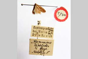 Hemimene typhlodes Meyrick, 1931 [lectotype NMNHSINV0310] (c) National Museum of Natural History, BAS — Invertebrates Collection (NMNHS-INV)