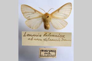 Lemonia balcanica ab. rilaensis Drenowski, 1936 [holotype NMNHSINV0311] (c) National Museum of Natural History, BAS — Invertebrates Collection (NMNHS-INV)