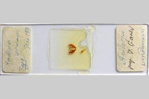 Harmodia caesia var. urumovi Drenowski, 1931 [paratype NMNHSINV0285] (2) (c) National Museum of Natural History, BAS — Invertebrates Collection (NMNHS-INV)