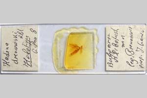 Mamestra drenowskii Rebel, 1930 [paratype NMNHSINV0307] (2) (c) National Museum of Natural History, BAS — Invertebrates Collection (NMNHS-INV)