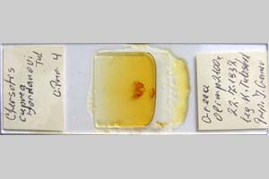 Agrotis cuprea jordanovi Toulechkoff, 1951 [syntype NMNHSINV0294] (2) (c) National Museum of Natural History, BAS — Invertebrates Collection (NMNHS-INV)