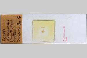 Procris drenowskii Alberti, 1939 [paratype NMNHSINV0317] (2) (c) National Museum of Natural History, BAS — Invertebrates Collection (NMNHS-INV)