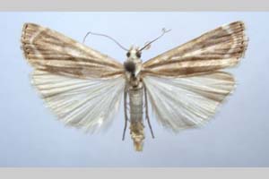 Catoptria olympica Ganev, 1983 [paratype NMNHSINV0345] (c) National Museum of Natural History, BAS — Invertebrates Collection (NMNHS-INV)