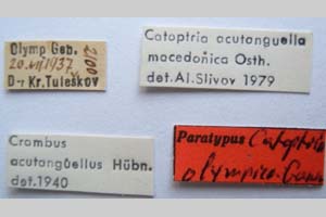 Catoptria olympica Ganev, 1983 [paratype NMNHSINV0345] (2) (c) National Museum of Natural History, BAS — Invertebrates Collection (NMNHS-INV)