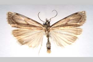 Catoptria olympica Ganev, 1983 [paratype NMNHSINV0346] (c) National Museum of Natural History, BAS — Invertebrates Collection (NMNHS-INV)