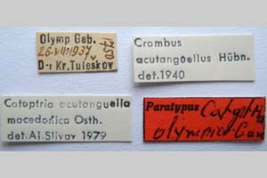 Catoptria olympica Ganev, 1983 [paratype NMNHSINV0346] (2) (c) National Museum of Natural History, BAS — Invertebrates Collection (NMNHS-INV)
