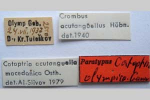 Catoptria olympica Ganev, 1983 [paratype NMNHSINV0347] (2) (c) National Museum of Natural History, BAS — Invertebrates Collection (NMNHS-INV)