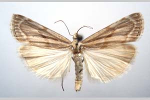 Catoptria olympica Ganev, 1983 [paratype NMNHSINV0347] (c) National Museum of Natural History, BAS — Invertebrates Collection (NMNHS-INV)