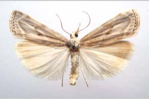 Catoptria olympica Ganev, 1983 [paratype NMNHSINV0348] (c) National Museum of Natural History, BAS — Invertebrates Collection (NMNHS-INV)