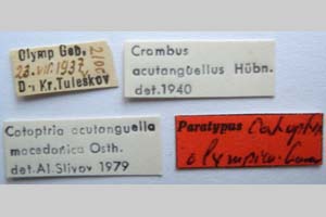 Catoptria olympica Ganev, 1983 [paratype NMNHSINV0348] (2) (c) National Museum of Natural History, BAS — Invertebrates Collection (NMNHS-INV)