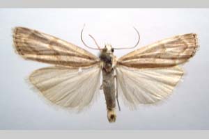 Catoptria olympica Ganev, 1983 [paratype NMNHSINV0349] (c) National Museum of Natural History, BAS — Invertebrates Collection (NMNHS-INV)