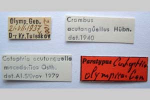Catoptria olympica Ganev, 1983 [paratype NMNHSINV0349] (2) (c) National Museum of Natural History, BAS — Invertebrates Collection (NMNHS-INV)