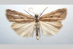 Catoptria olympica Ganev, 1983 [paratype NMNHSINV0350] (c) National Museum of Natural History, BAS — Invertebrates Collection (NMNHS-INV)