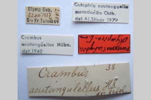 Catoptria olympica Ganev, 1983 [paratype NMNHSINV0350] (2) (c) National Museum of Natural History, BAS — Invertebrates Collection (NMNHS-INV)