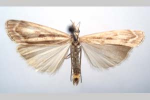 Catoptria olympica Ganev, 1983 [paratype NMNHSINV0351] (c) National Museum of Natural History, BAS — Invertebrates Collection (NMNHS-INV)