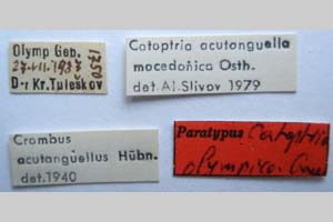 Catoptria olympica Ganev, 1983 [paratype NMNHSINV0351] (2) (c) National Museum of Natural History, BAS — Invertebrates Collection (NMNHS-INV)