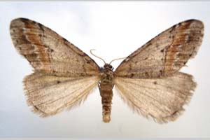 Hybernia declinans ab. zlatarskii Karnoschitzky, 1954 [paratype NMNHSINV0352] (c) National Museum of Natural History, BAS — Invertebrates Collection (NMNHS-INV)