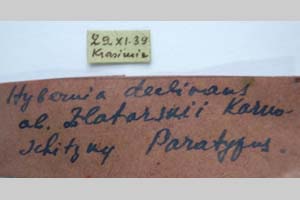 Hybernia declinans ab. zlatarskii Karnoschitzky, 1954 [paratype NMNHSINV0352] (2) (c) National Museum of Natural History, BAS — Invertebrates Collection (NMNHS-INV)