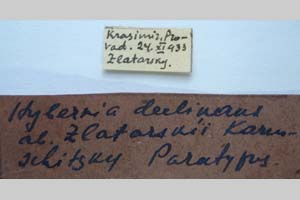 Hybernia declinans ab. zlatarskii Karnoschitzky, 1954 [paratype NMNHSINV0353] (2) (c) National Museum of Natural History, BAS — Invertebrates Collection (NMNHS-INV)